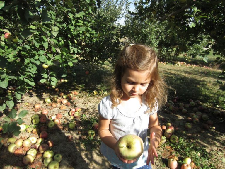 What to do with fresh apples