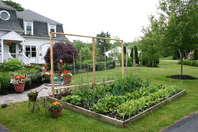 Why You Should Grow Food in Your Front Yard | A Well Advised Life