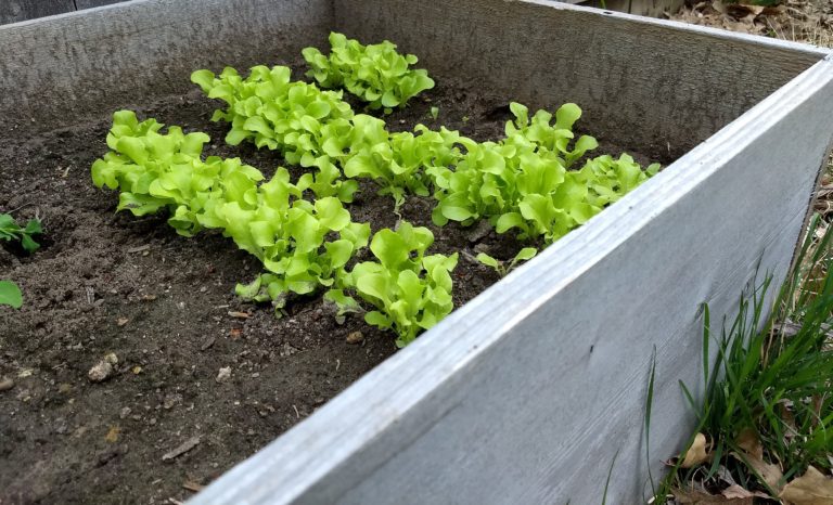 how to protect lettuce plants from rabbits