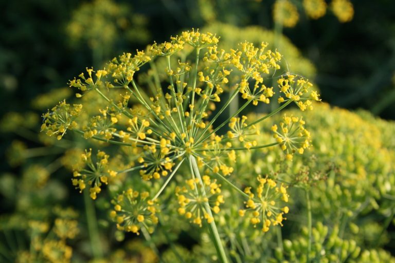 ways to use fresh dill