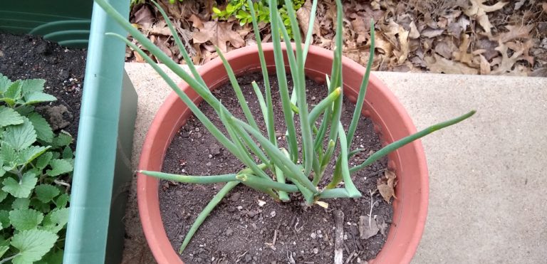 how to regrow green onions